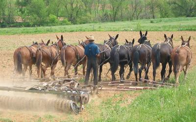 Amish 8 Mule Power 2