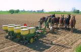 Amish Corn Planting