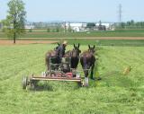 Amish Cutting Hay