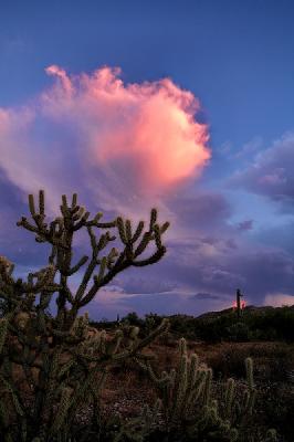 Sundown storm cactus.jpg