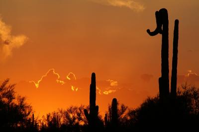 Sunset Saguaro.jpg
