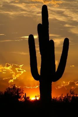 Sunset Saguaro3.jpg