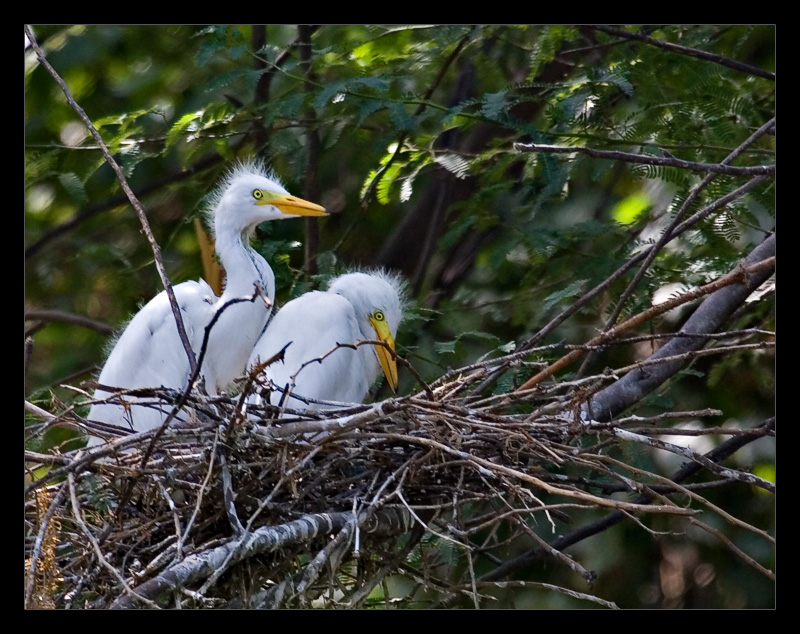 Egret Chicks 01 Aug05