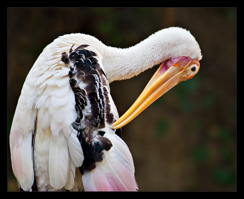 Painted Stork 01 Aug05