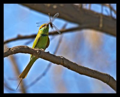 Bee Eater 01