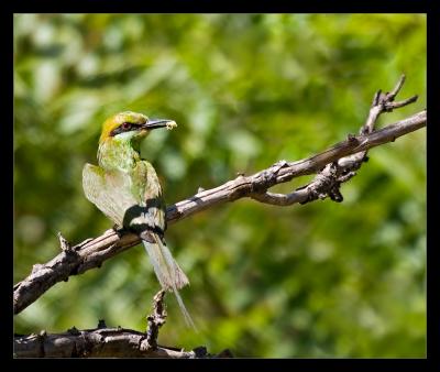 Bee Eater 02