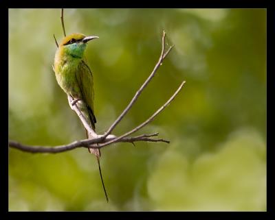 Bee Eater 03