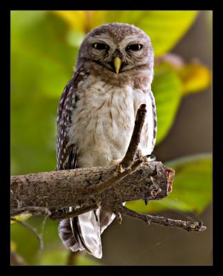 Spotted Owlet