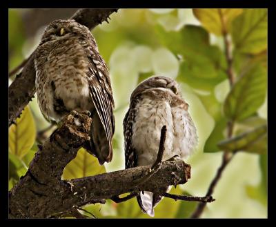 Spotted Owlets 01