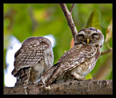 Spotted Owlets 02
