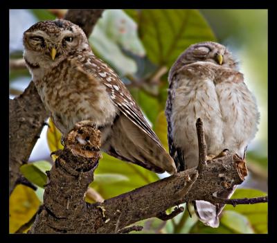 Spotted Owlets 03