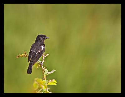 Pied Bush Chat