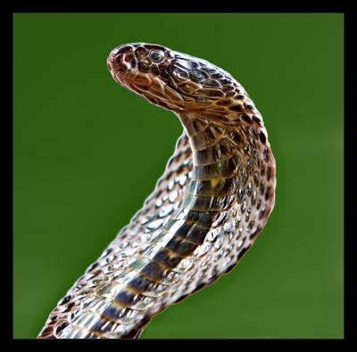 Snake 06