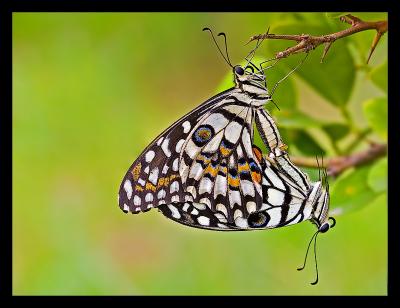 Mating Butterflies 01