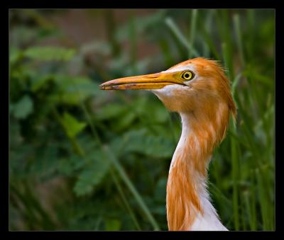 Cattle Egret 01