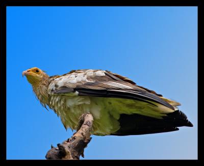 Egyptian Vulture 01