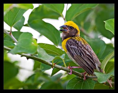 Baya Weaver 02