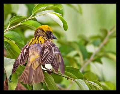 Baya Weaver 03