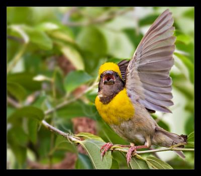 Baya Weaver 09