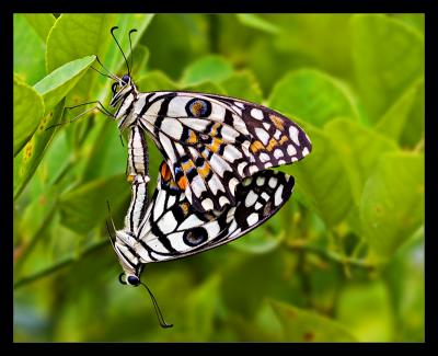 Mating Butterflies 02