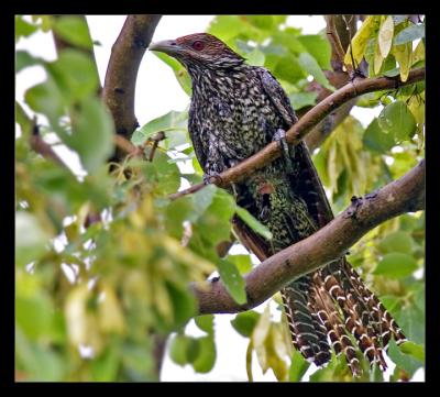 Koel