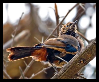 Male Indian Robin