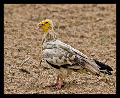 Egyptian Vulture 02
