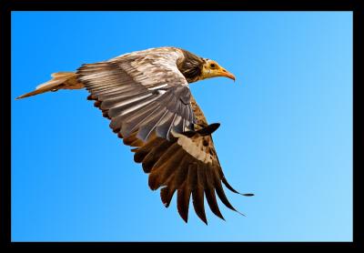 Egyptian Vulture 03