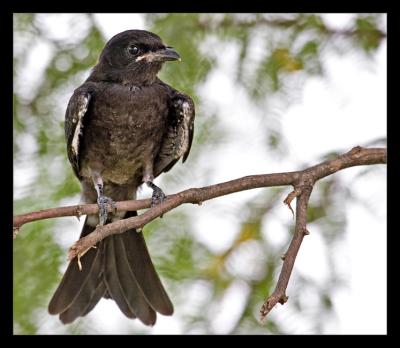 Black Drongo