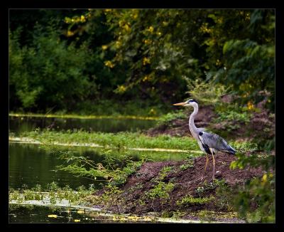 Grey Heron