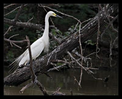 Egret 02