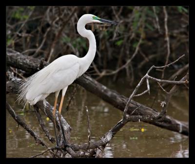 Egret 07