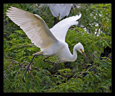 Egret 09