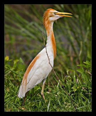 Cattle Egret 02