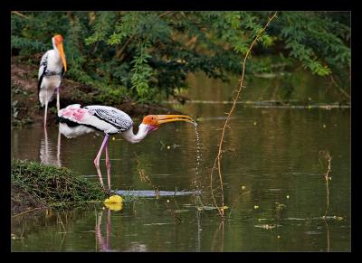 Painted Storks