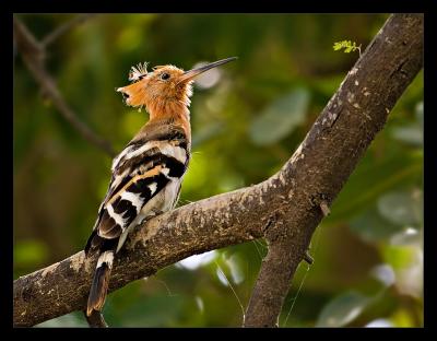 Hoopoe 01