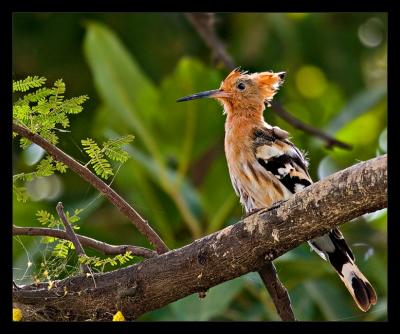 Hoopoe 02