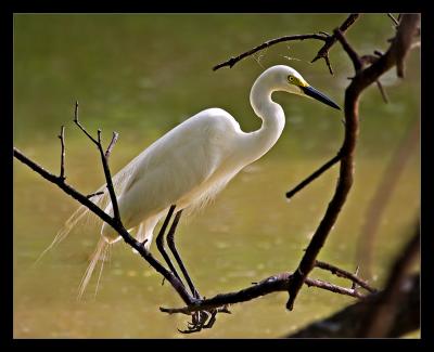 Egret 01