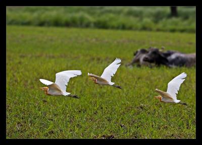 Flying Egrets