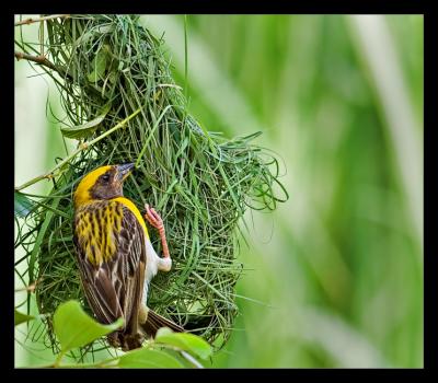 Baya Weaver 10