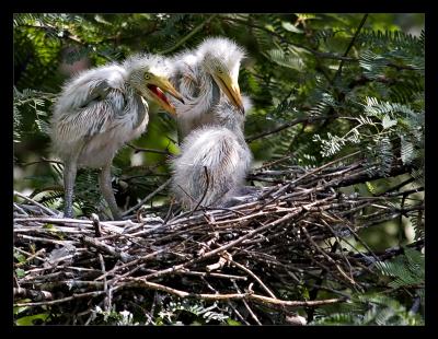 Egret Chicks 02 Aug05