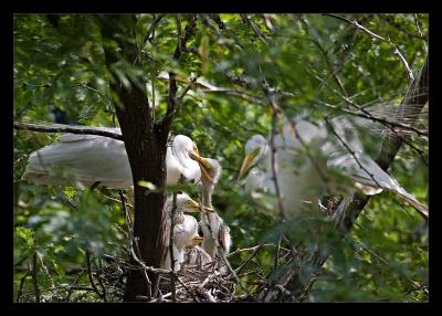 Egrets Feeding Aug05
