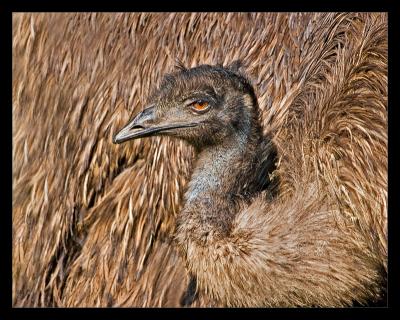 Emu Oct 05
