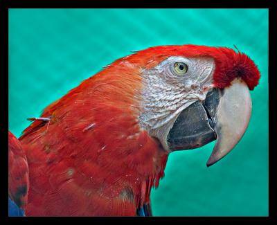Macaw Oct 05
