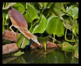 Pond Heron Fishing