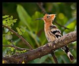 Hoopoe 02