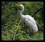 Egret Aug05