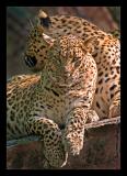 Leopards 1 Oct 05