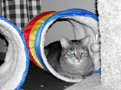 v3/17/33417/3/49452479.max_tunnel.jpg