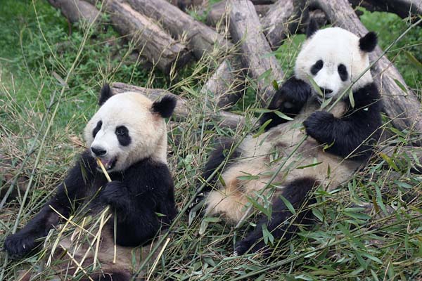 Giant Panda
